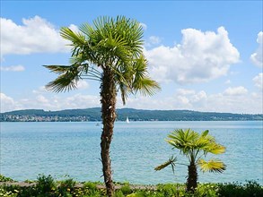 Palm trees on the shore of Lake Constance, Mainau Island