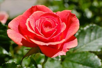 Flower of the shrub rose,