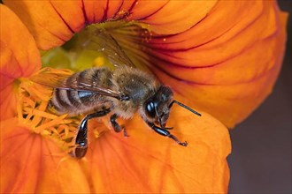 A honey bee,