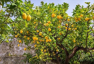 Lemons, lemon tree in a garden