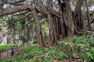 Large-leaved old fig tree with aerial roots in the Parco Archeologico della Neapolis, Syracuse