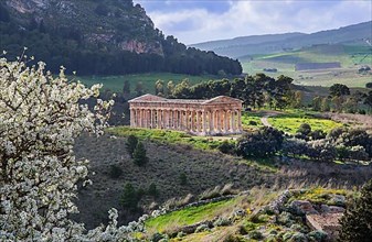 Spring landscape with the temple of Segesta, Calatafimi
