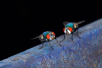 Close-up of two house flies,