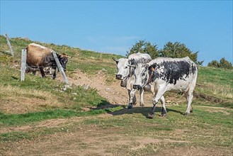 Cows of Vosges breed, Alsace