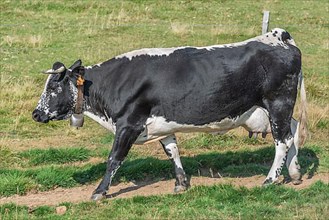 Cows of Vosges breed, Alsace