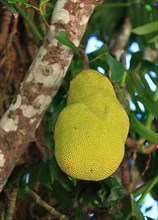 Jackfruit tree,