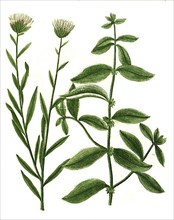 Aparine major, Burdock ragwort and Aphyllantes globularis