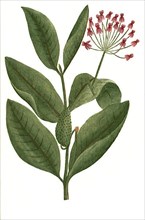 Apocynum, flowers of Apocynum androsaemifolium