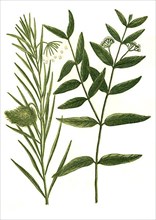 Apocynum cannabinum, Indian hemp