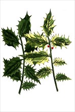 Aquifolium seu agrifolium and Aquifolium folius ex luteo, Holly
