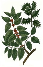 Aquifolium, Holly