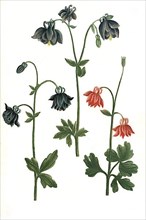 Variations of the columbine,