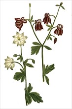 Castanei and Aquilegia non cotniculata, varieties of columbine