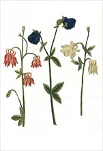 Variations of the columbine,