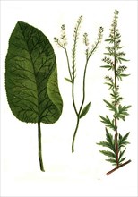 Armoracia seu raphanus rusticanus common mugwort,