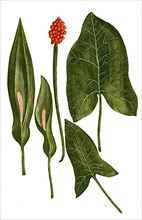 Arum vulgare, common arum