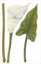Arum aethiopicum flore albo odorato, Aronkalle