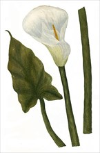 Arum aethiopicum flore altero alteri innato, white arum