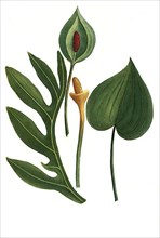 Arum hortensis latifolium, Stomachwort and Arum polyphyllum seu dracunculus major