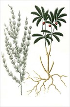 Asparagus domesticus and Asparagus sive corruda sylvestris africana aculeata foliis pennes avium referentibus, Historical