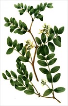Glaux vulgaris, and Astragalus luteus perennis