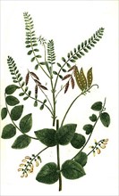 Sylvestris major and Astragalus anuus peregrinus vel sera leguminosa, plant genus in the milkvetch