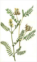 Laguninosus and Astragalus siliqua curva, plant genus in the subfamily of the papilionaceous plants