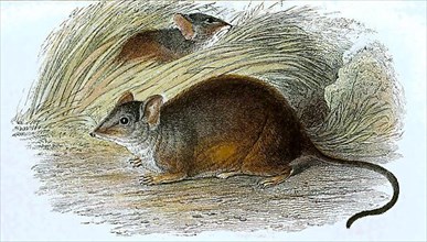 Cape hamster rat, Saccostomus campestris
