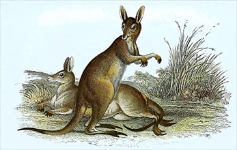 Eastern grey kangaroo,