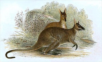 Red-necked wallaby,