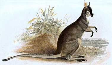 Whiptail wallaby,