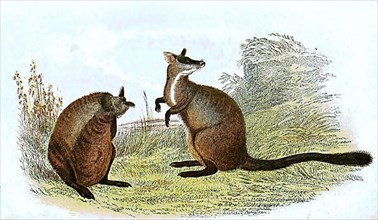 Brush-tailed rock-wallaby,