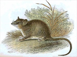 Eastern pygmy possum,