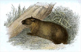 Common wombat,