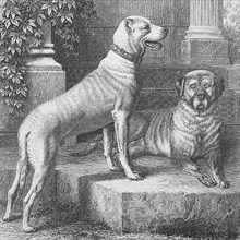 Historical illustration of the Great Dane, a large German domestic dog breed
