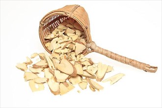 Cut twigs of the medicinal plant white mulberry,