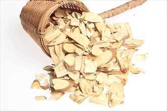 Cut twigs of the medicinal plant white mulberry,