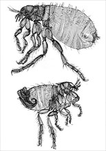 Historical illustration of a dog flea,