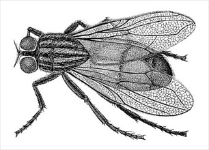 Historical illustration of a house fly,