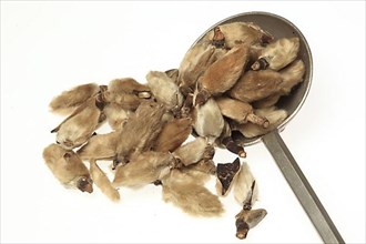 Naturopathy: dried magnolia flowers, Magnolia liliflora