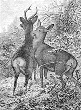 Male buck and female doe, roe deer