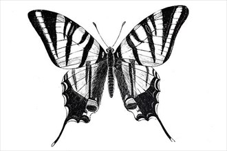 Scarce swallowtail,