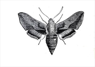 Spurge hawk-moth,