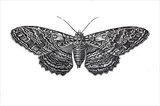 Owl moth, butterfly
