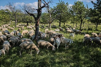 Landscape conservation with sheep in the Hassberge district in Lower Franconia,