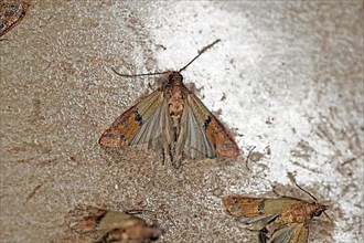 Indianmeal moth,