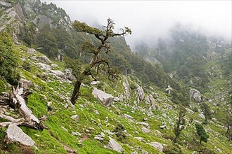 Mountain world near Dharamsala, Himachal Pradesh