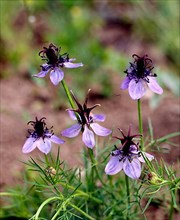 Love-in-a-mist,