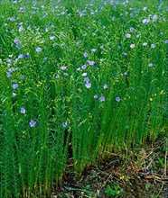 Linseed, flax Perennial flax