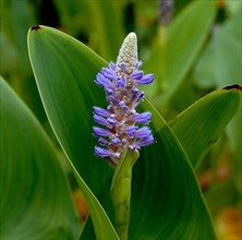 Pickerelweed,